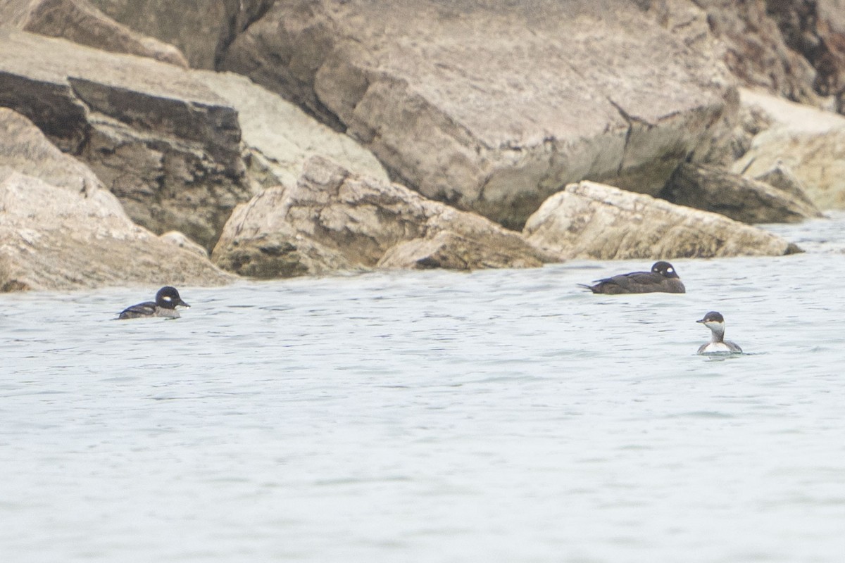 Bufflehead - ML294683581