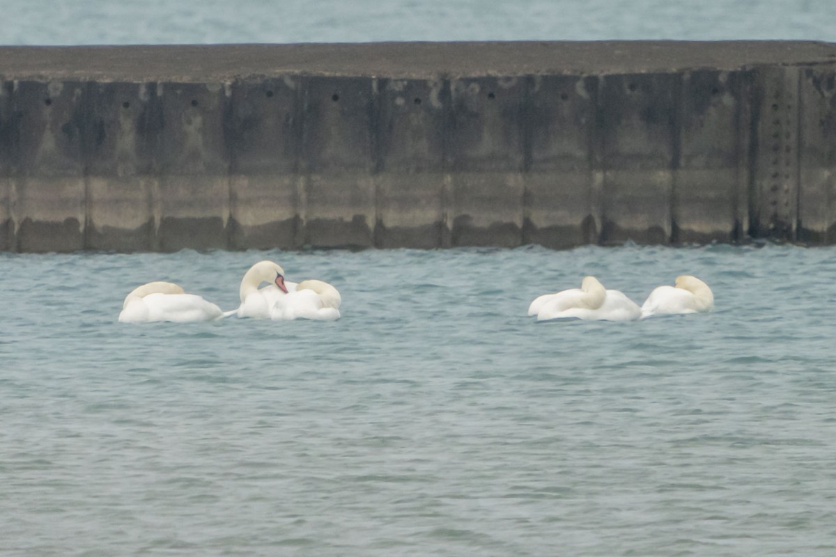 Cigno reale - ML294683811