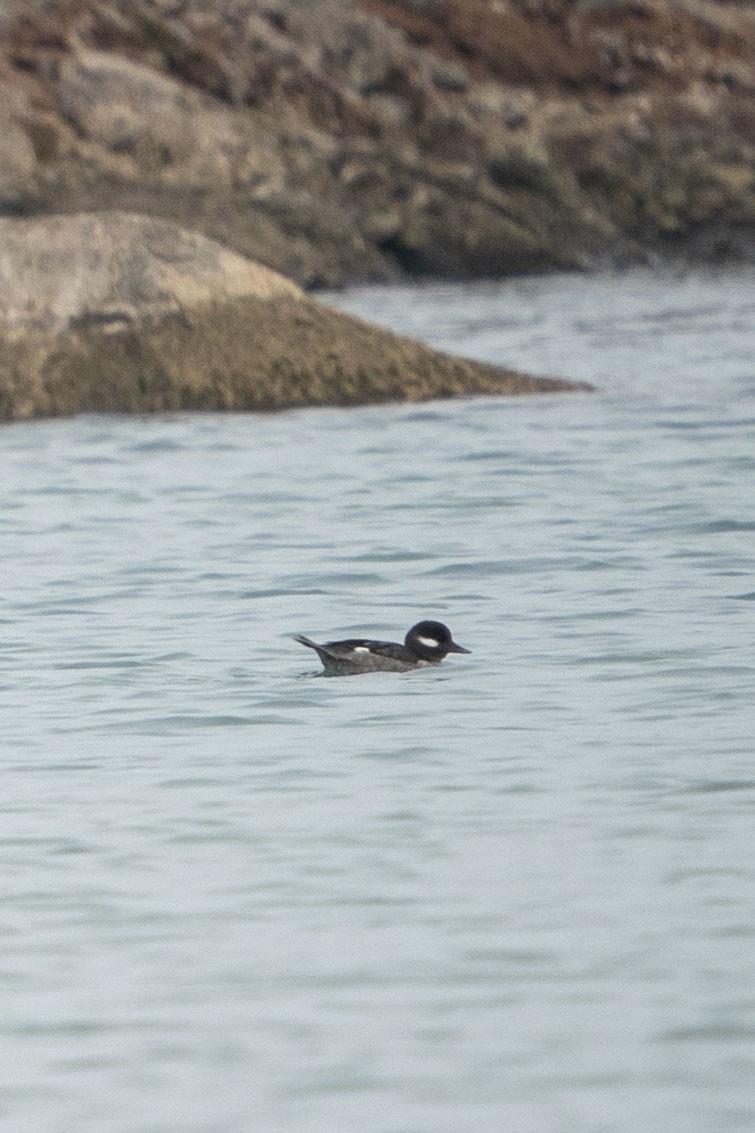 Bufflehead - ML294684031