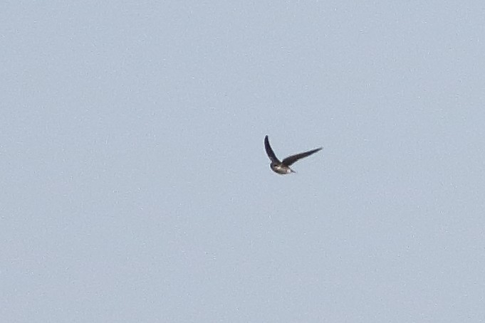 Golondrina Bicolor - ML294684181