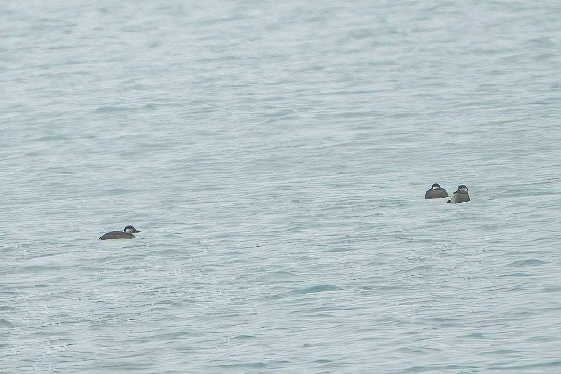 Black Scoter - ML294685381