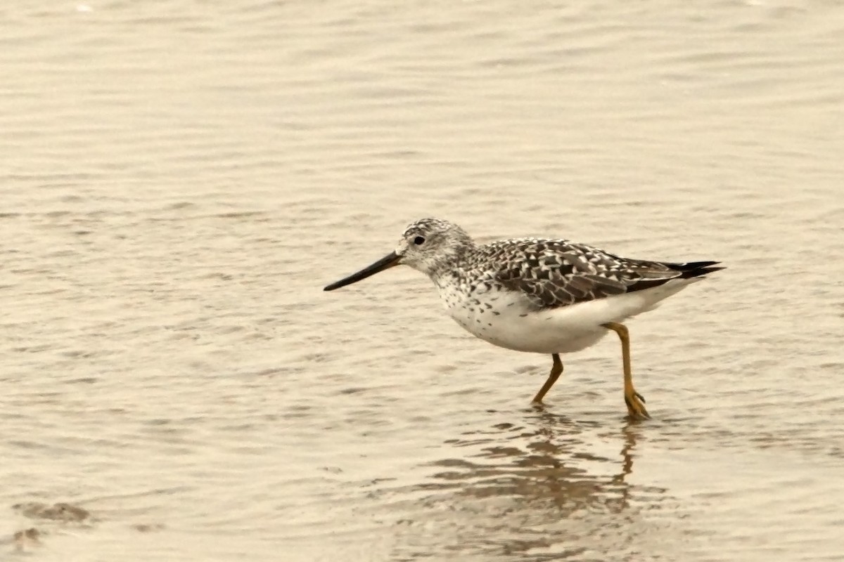 Nordmann's Greenshank - ML294686771