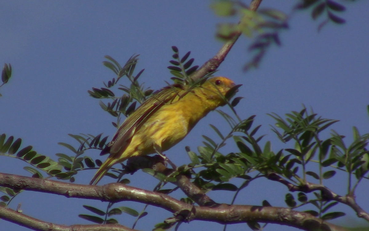 Saffron Finch - Camilo Garcia Gonzalez