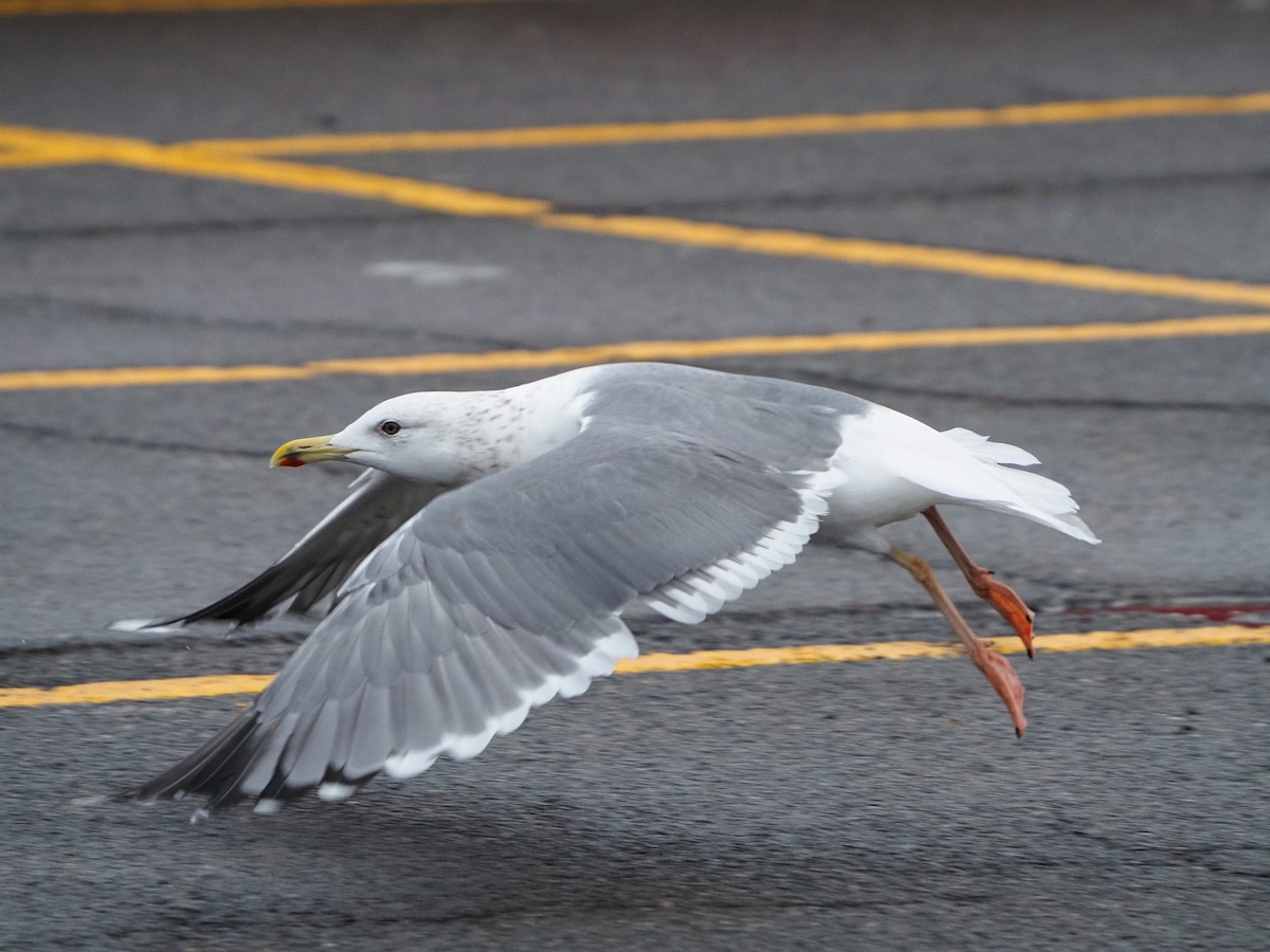 Lesser Black-backed Gull (taimyrensis) - Angela MacDonald