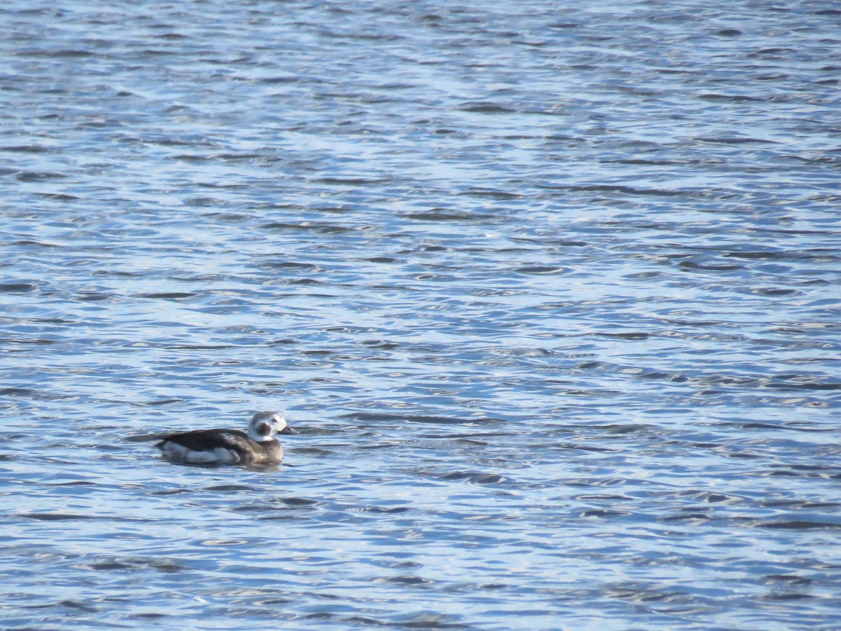 Long-tailed Duck - ML294688701