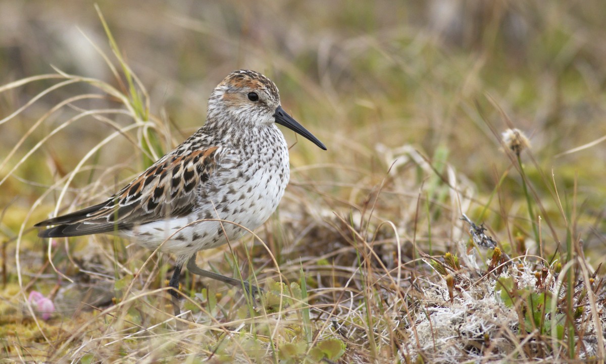 Western Sandpiper - ML29468871