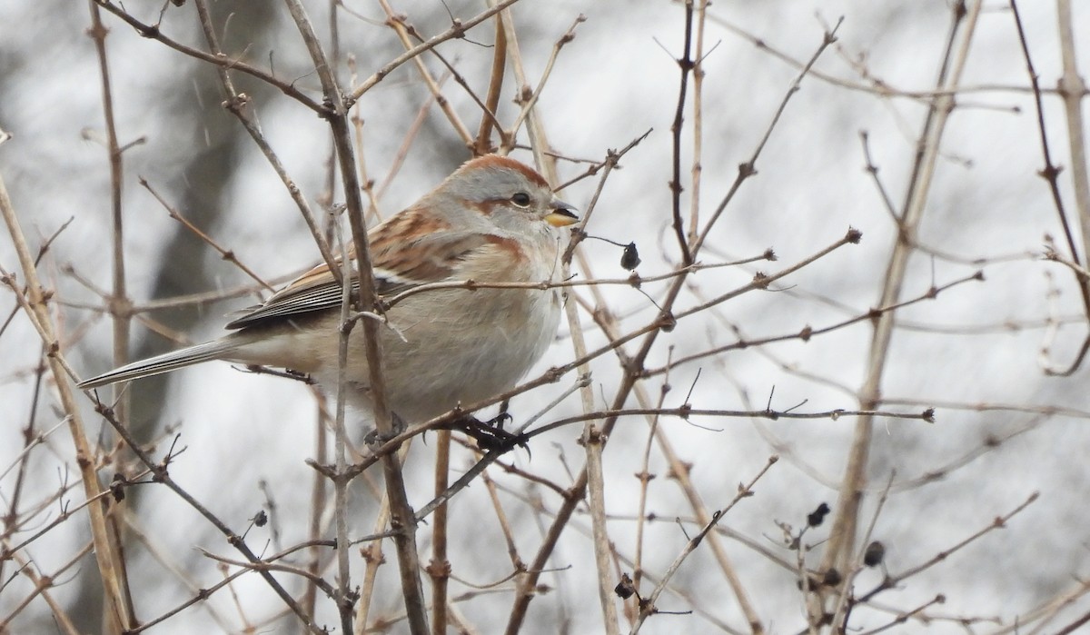 American Tree Sparrow - ML294690011