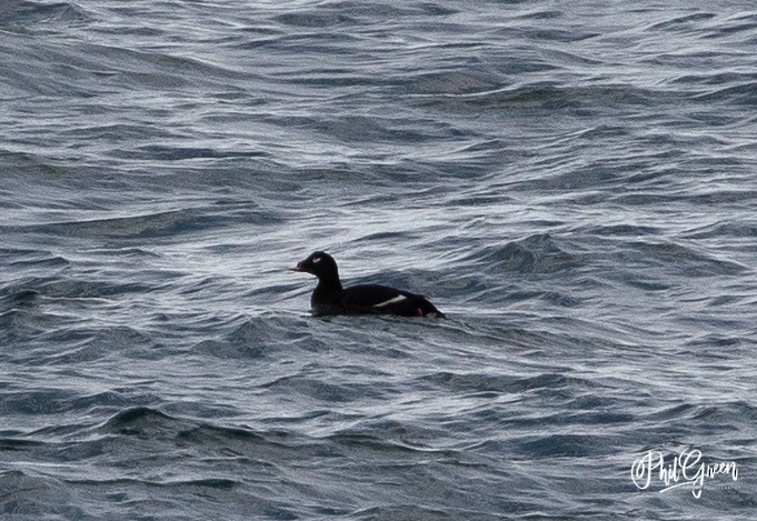 White-winged Scoter - Phil Green