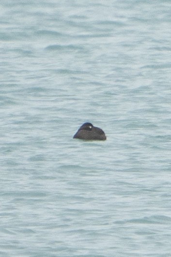 White-winged Scoter - ML294692031