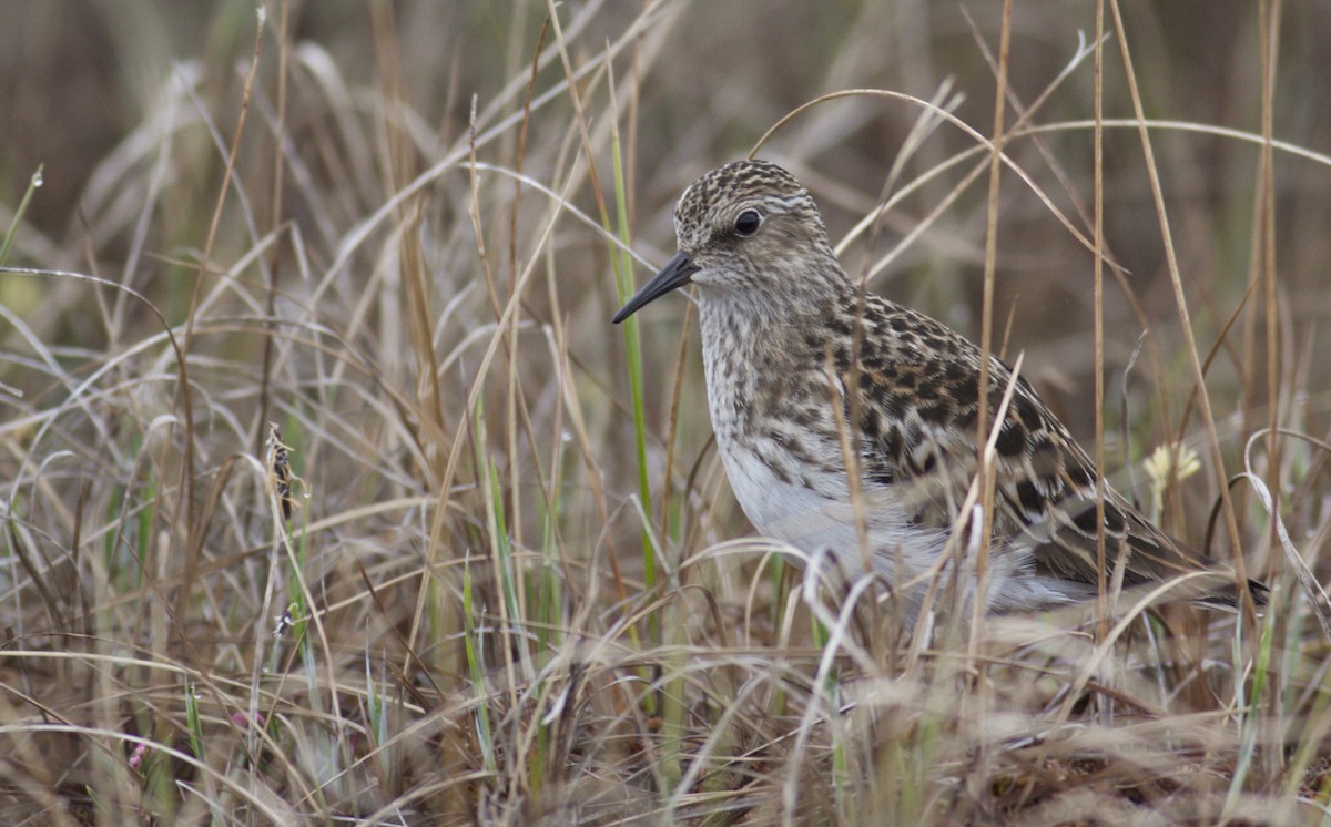 Least Sandpiper - ML29469351