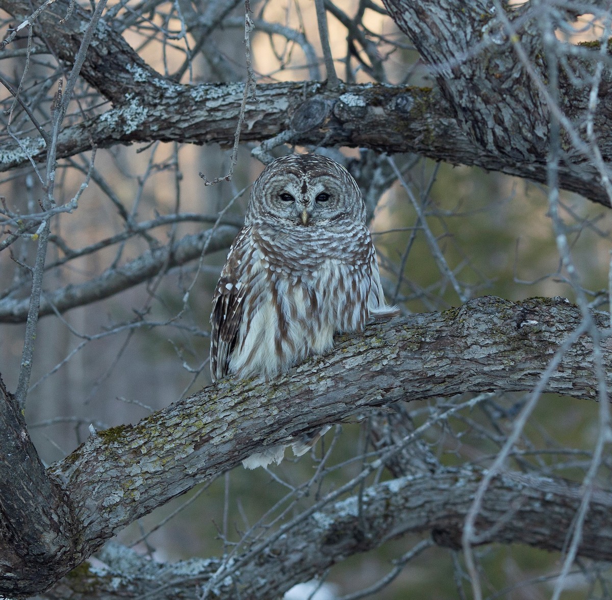 Barred Owl - ML294696141