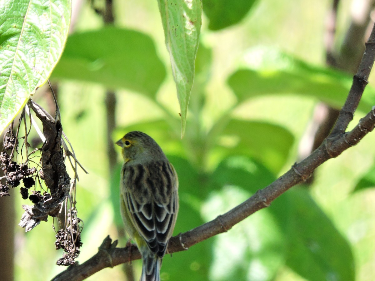 Grassland Yellow-Finch (Montane) - ML294696601