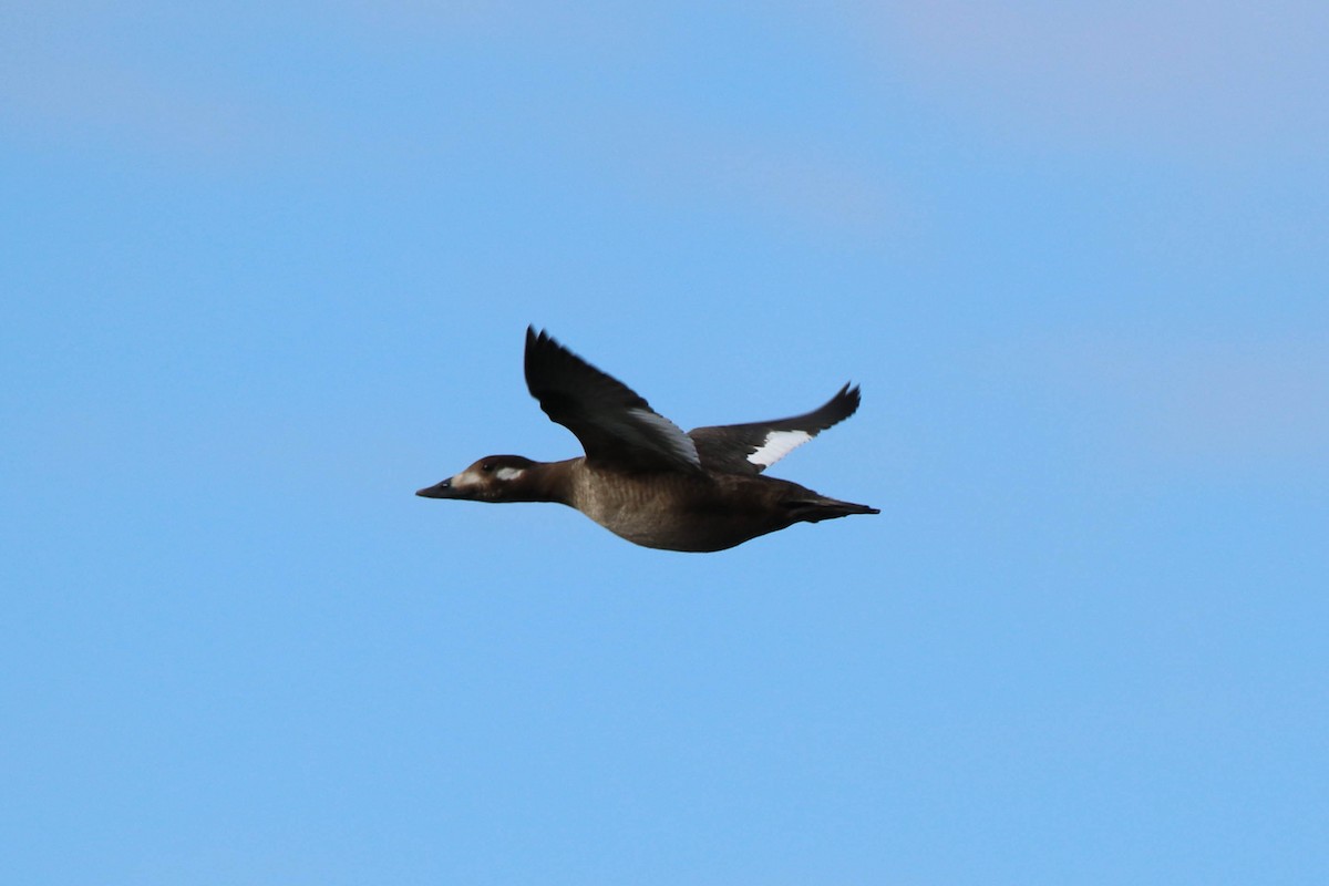 White-winged Scoter - Roy Morris