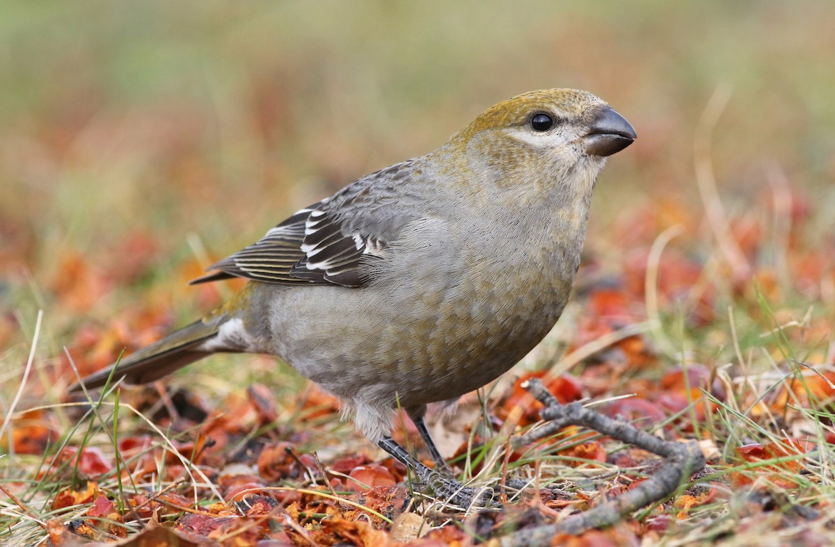 Pine Grosbeak - ML294698521