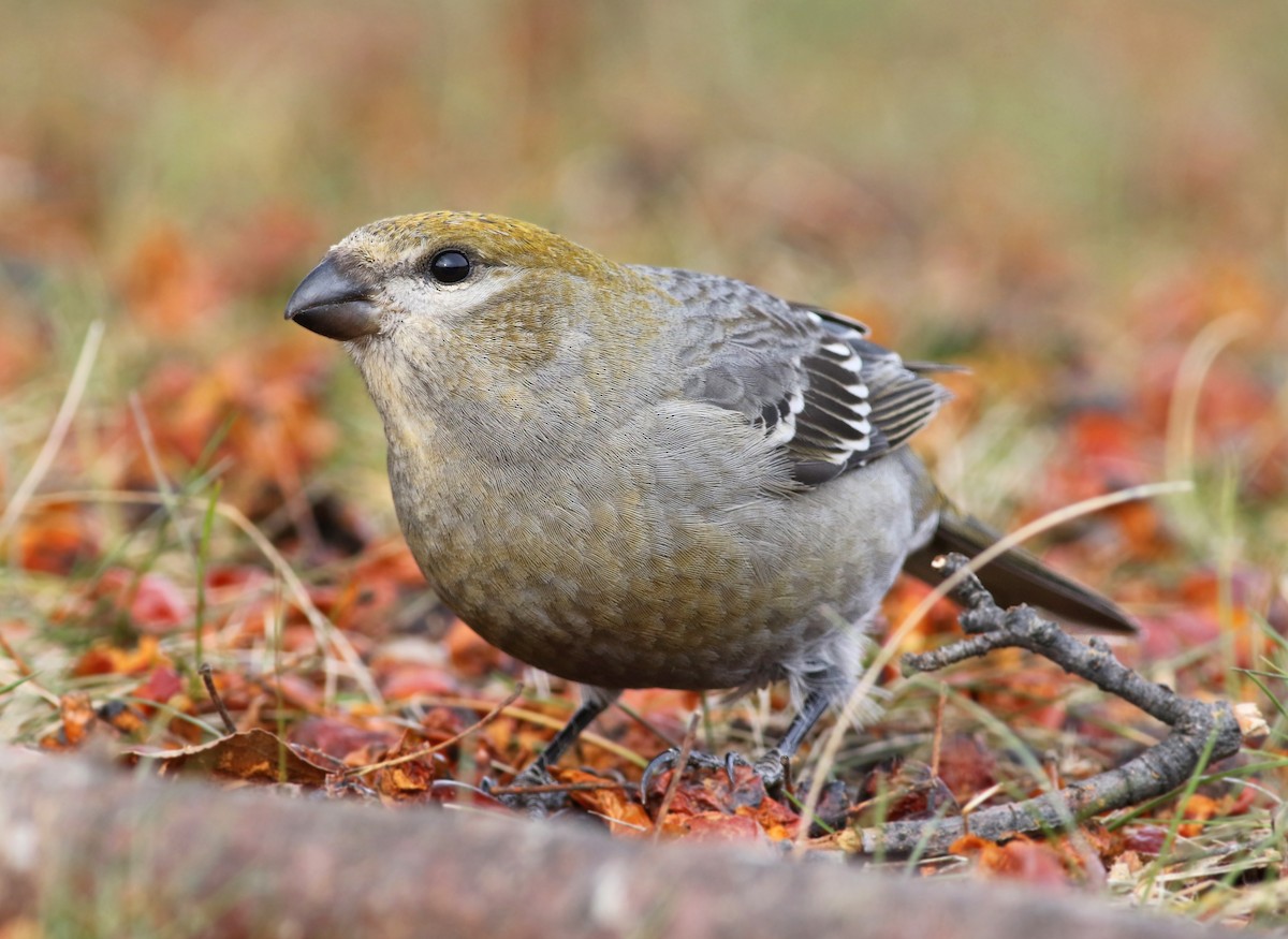 Pine Grosbeak - ML294698631