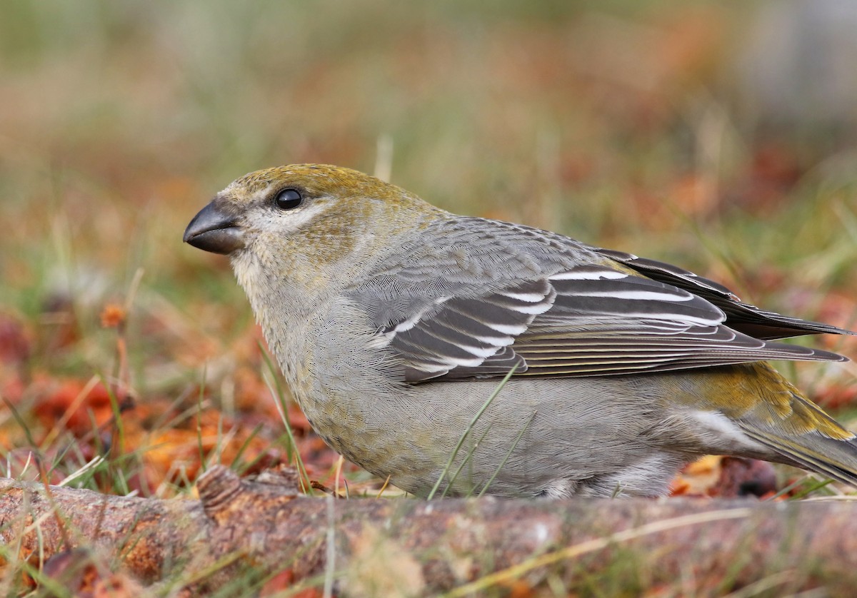 Pine Grosbeak - ML294698751