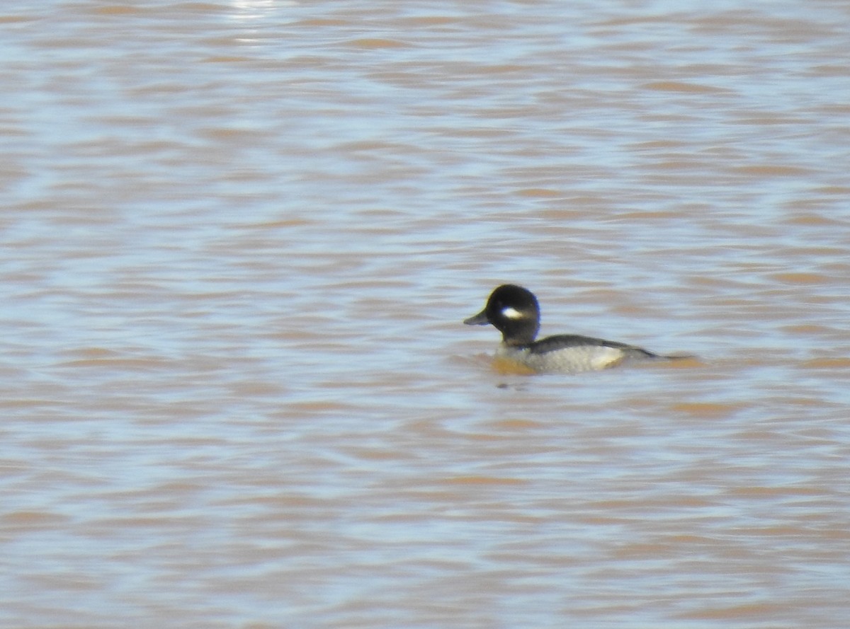 Bufflehead - ML294698881