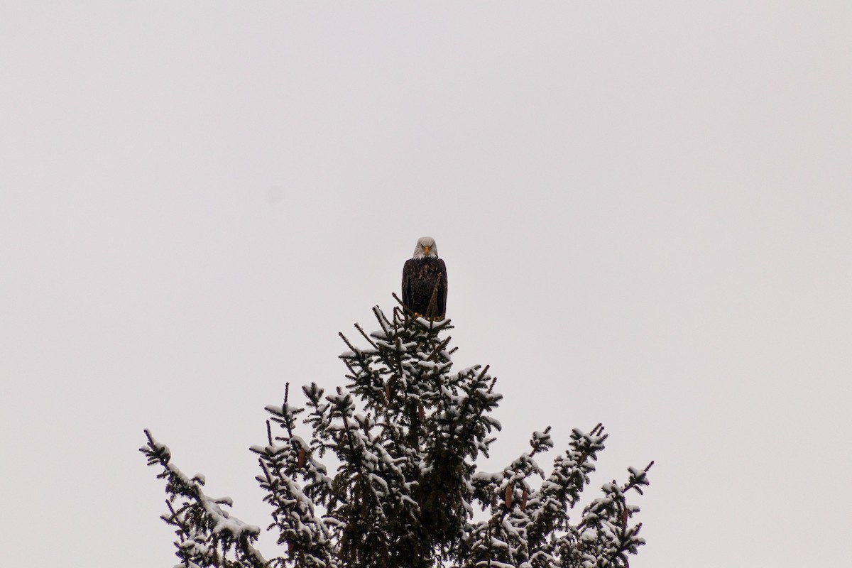 Bald Eagle - ML294702331