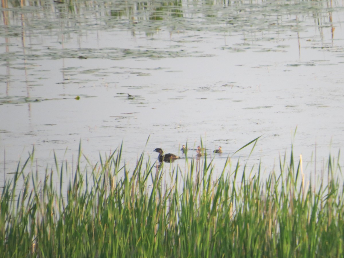 Pied-billed Grebe - ML29470451