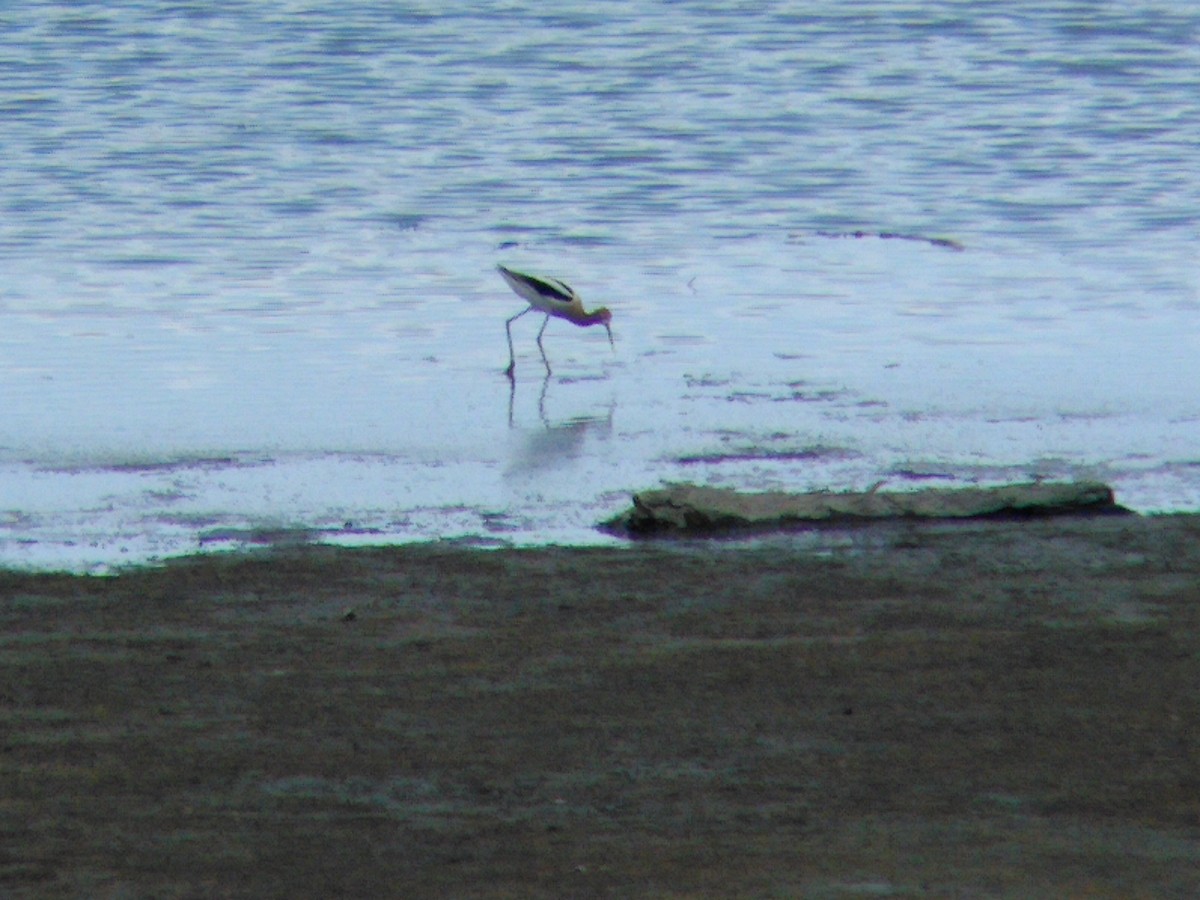 Avocette d'Amérique - ML29470461