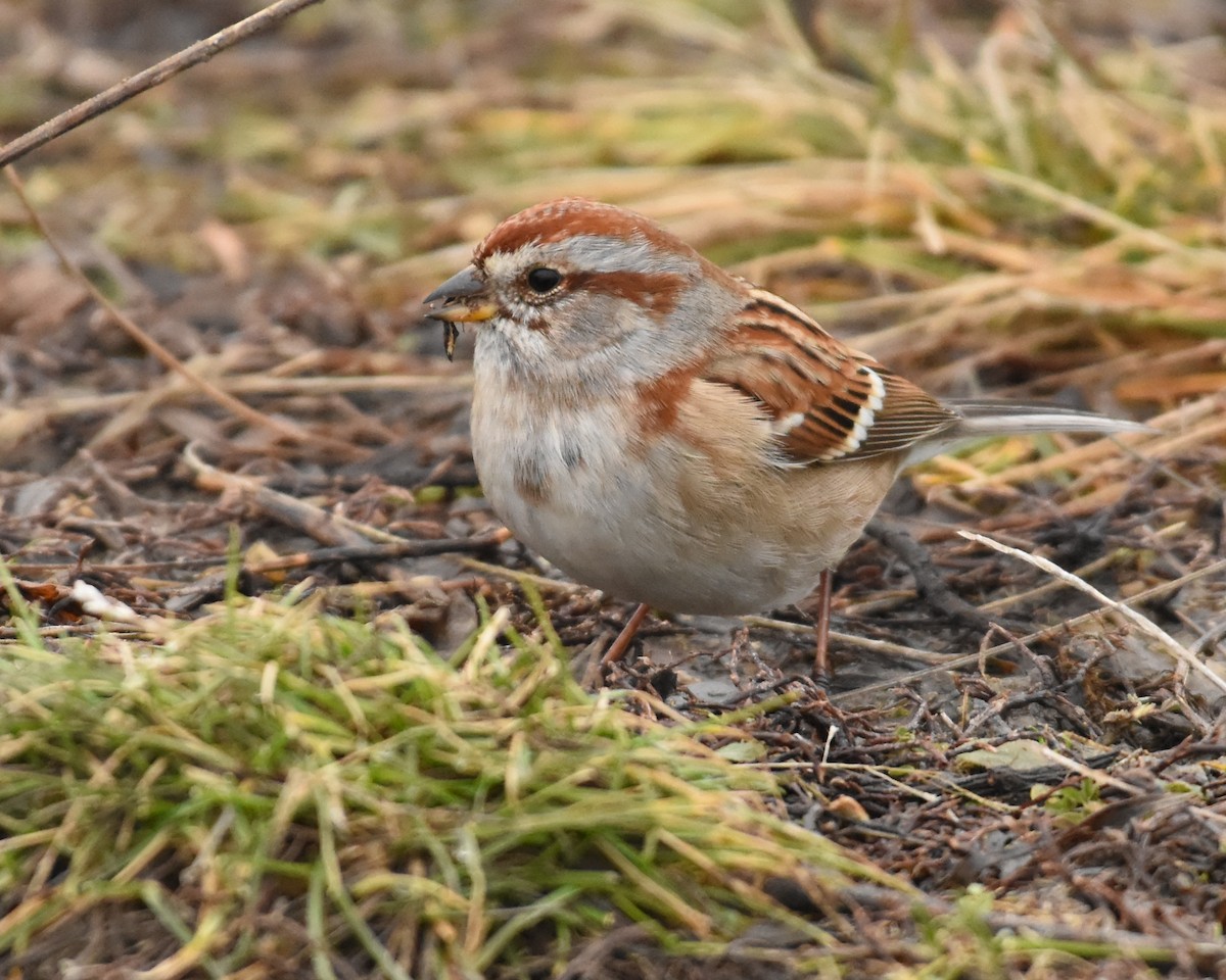 American Tree Sparrow - ML294704731