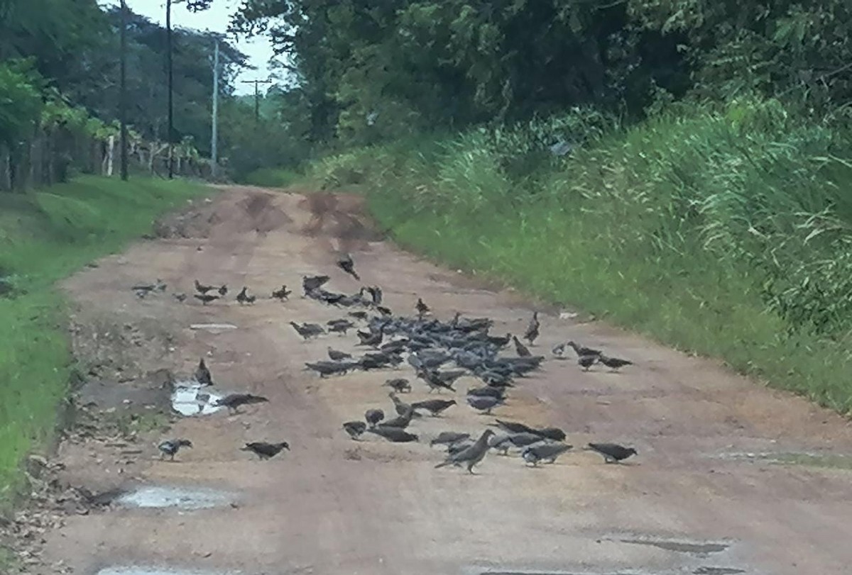 Pale-vented Pigeon - ML294705901