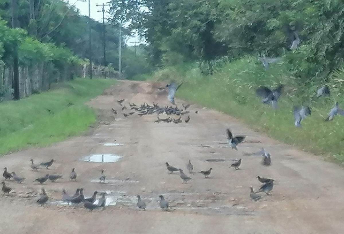 Pale-vented Pigeon - ML294705911