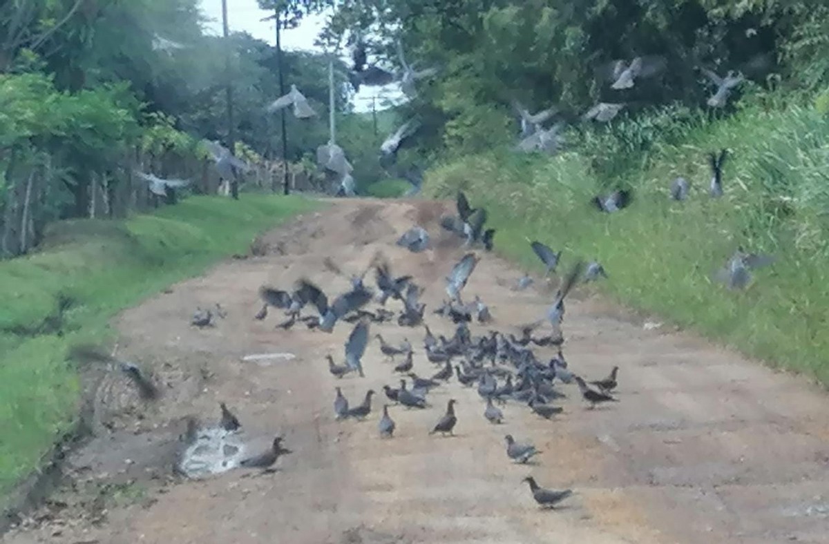 Pale-vented Pigeon - ML294705921