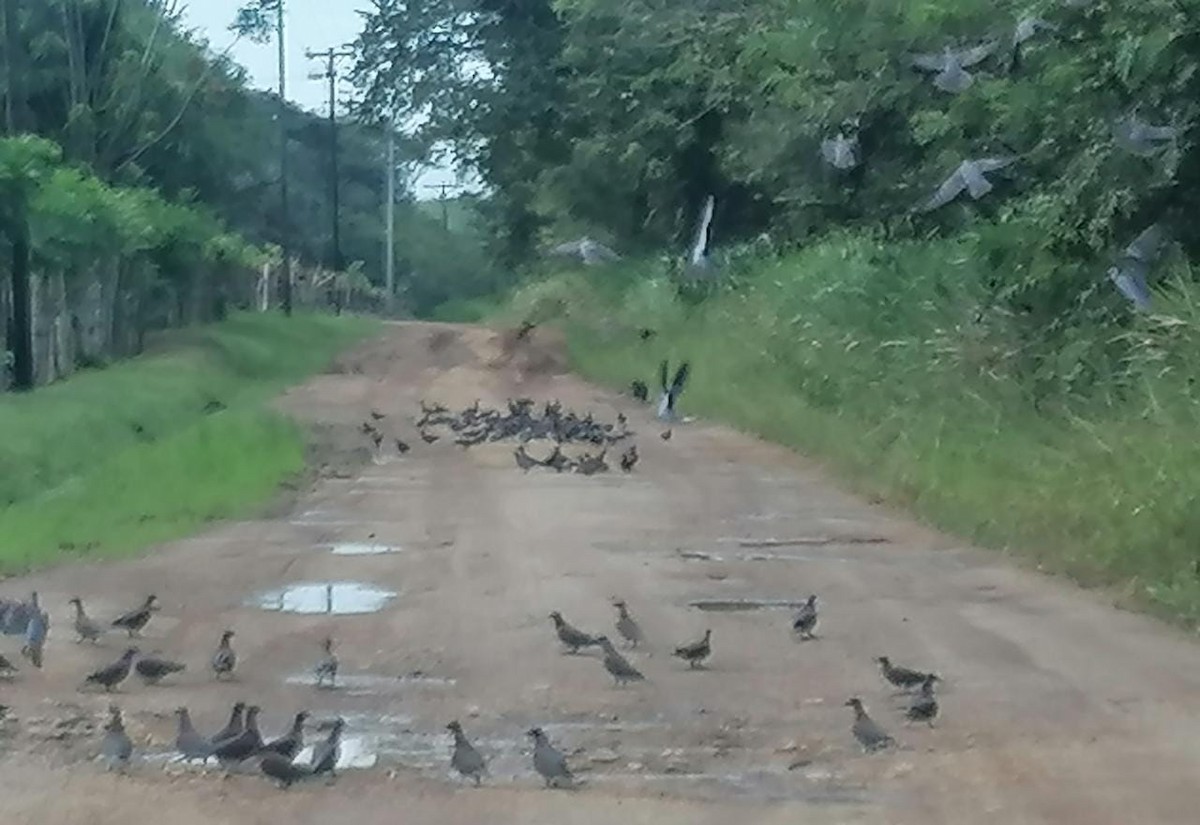 Pale-vented Pigeon - ML294705941