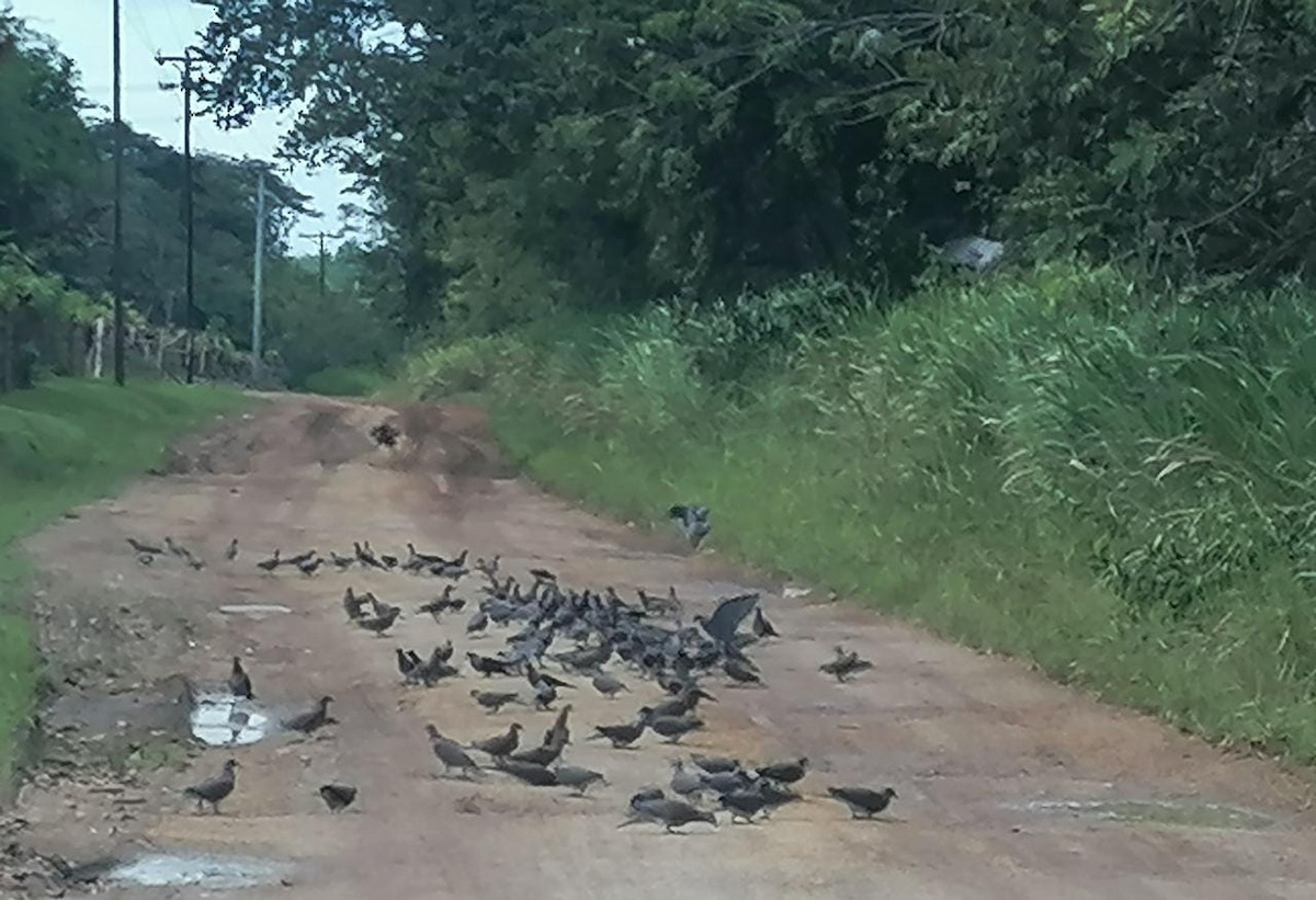 Pale-vented Pigeon - ML294705961