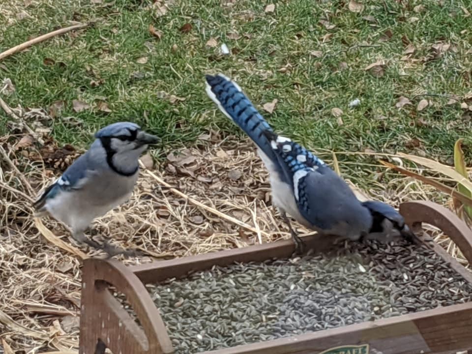 Blue Jay - ML294706841