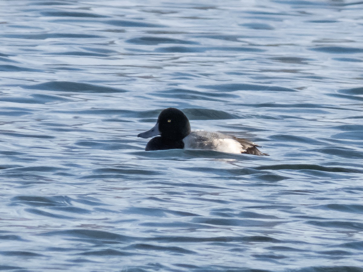 Greater Scaup - ML294707041