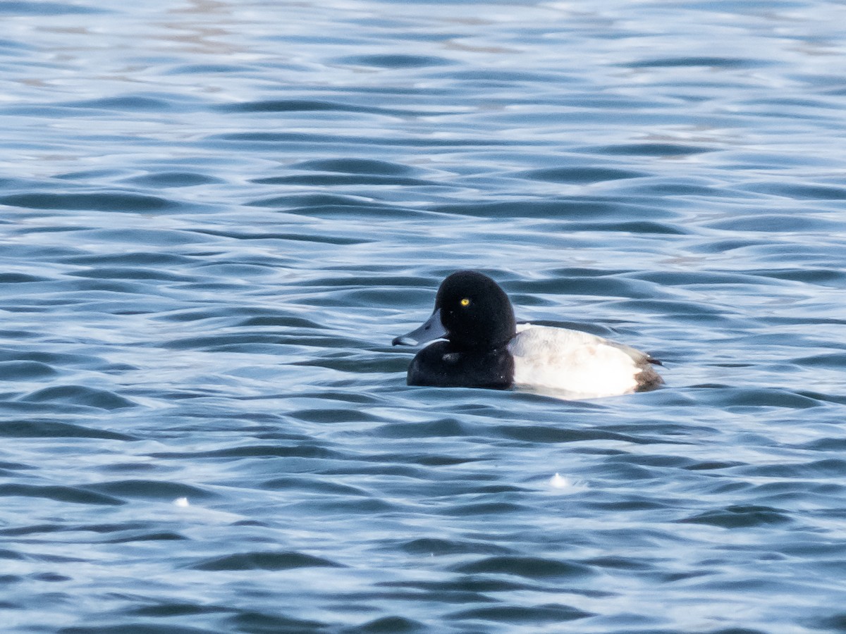 Greater Scaup - ML294707051