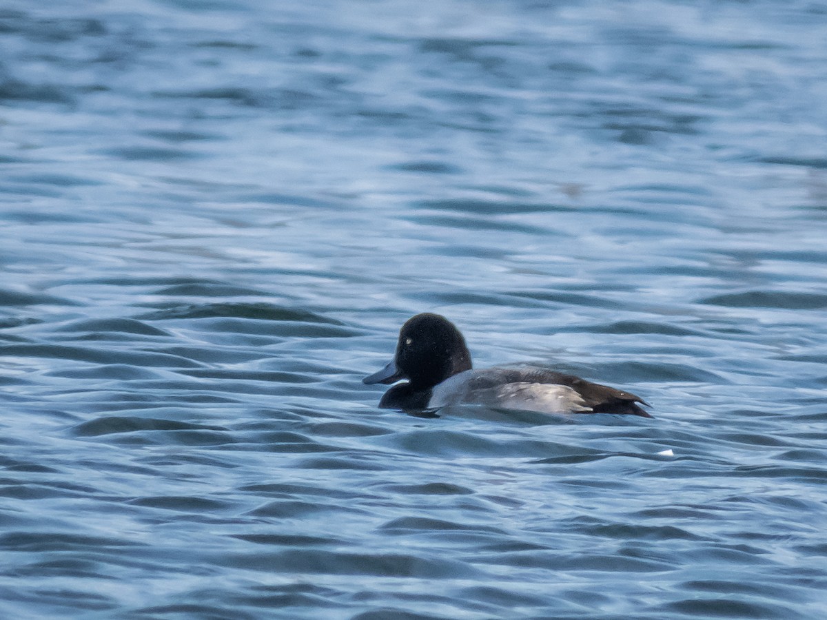 Greater Scaup - ML294707061