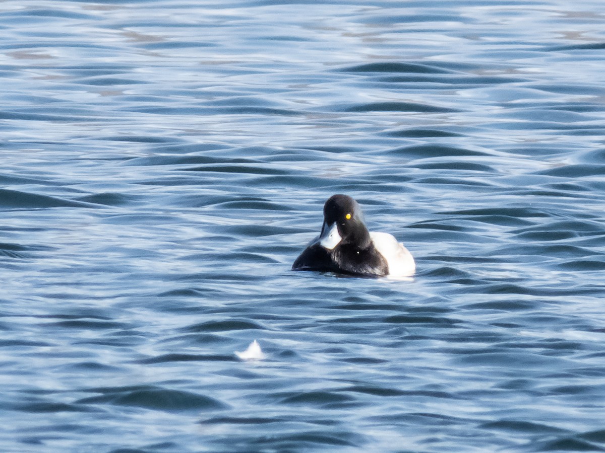 Greater Scaup - ML294707081