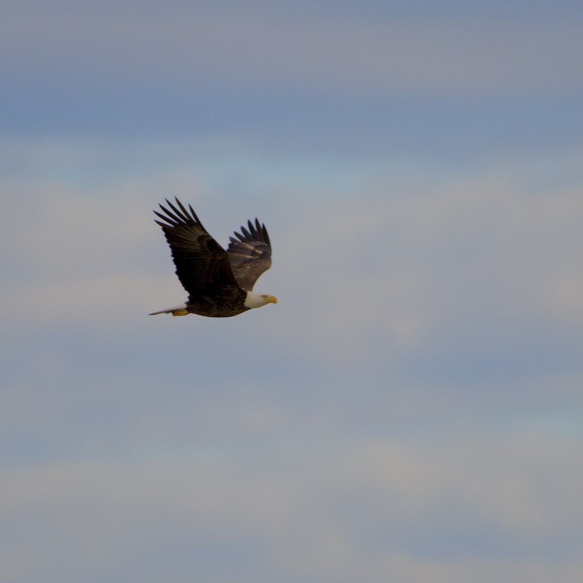 Bald Eagle - ML294709081