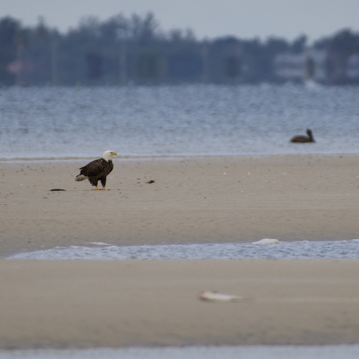 Bald Eagle - ML294709131