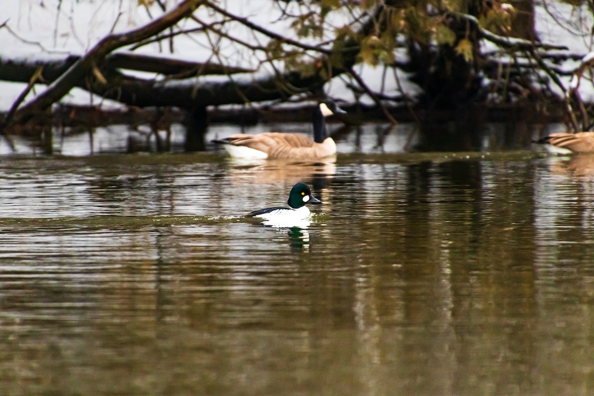 Common Goldeneye - ML294709231