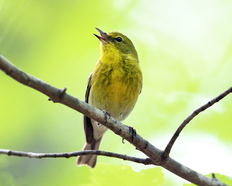 furuparula - ML29470951