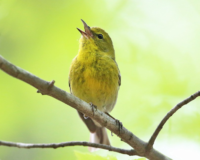 furuparula - ML29470961