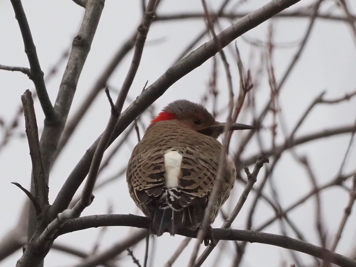 Northern Flicker (Yellow-shafted) - ML294710761