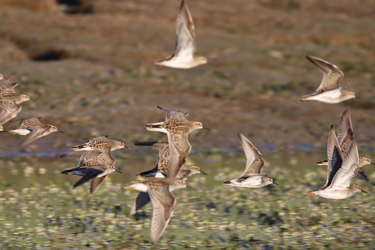 White-rumped Sandpiper - ML29471091