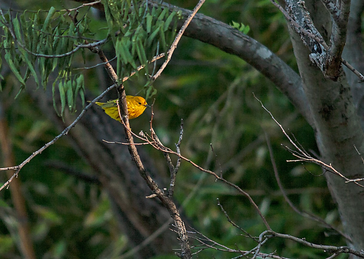 Yellow Warbler - ML294711741