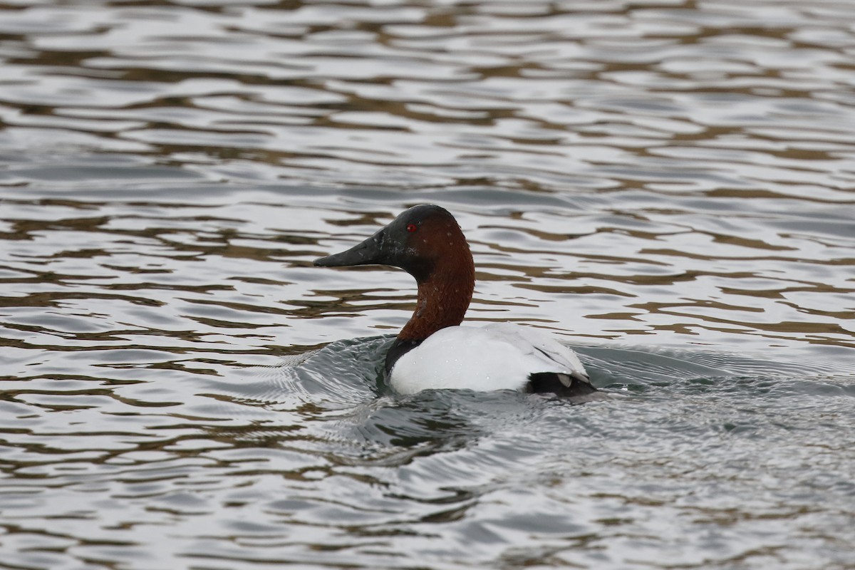 Canvasback - ML294712911