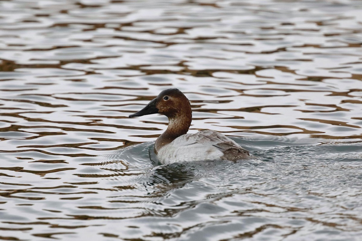 Canvasback - ML294713041