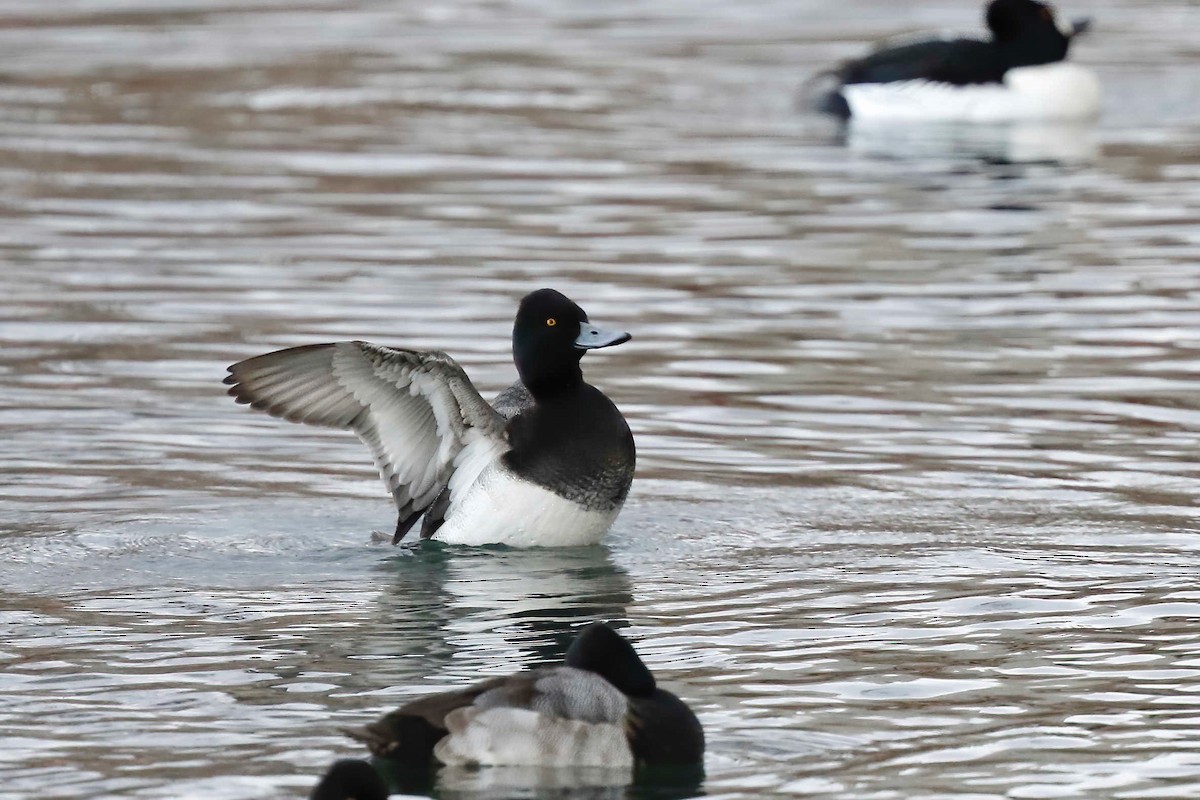 Lesser Scaup - ML294713131