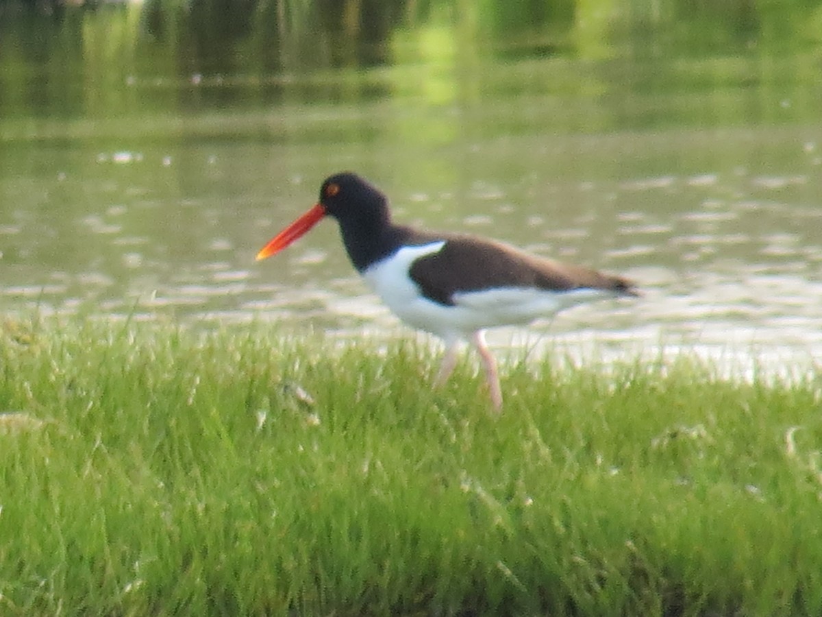 American Oystercatcher - ML29471321