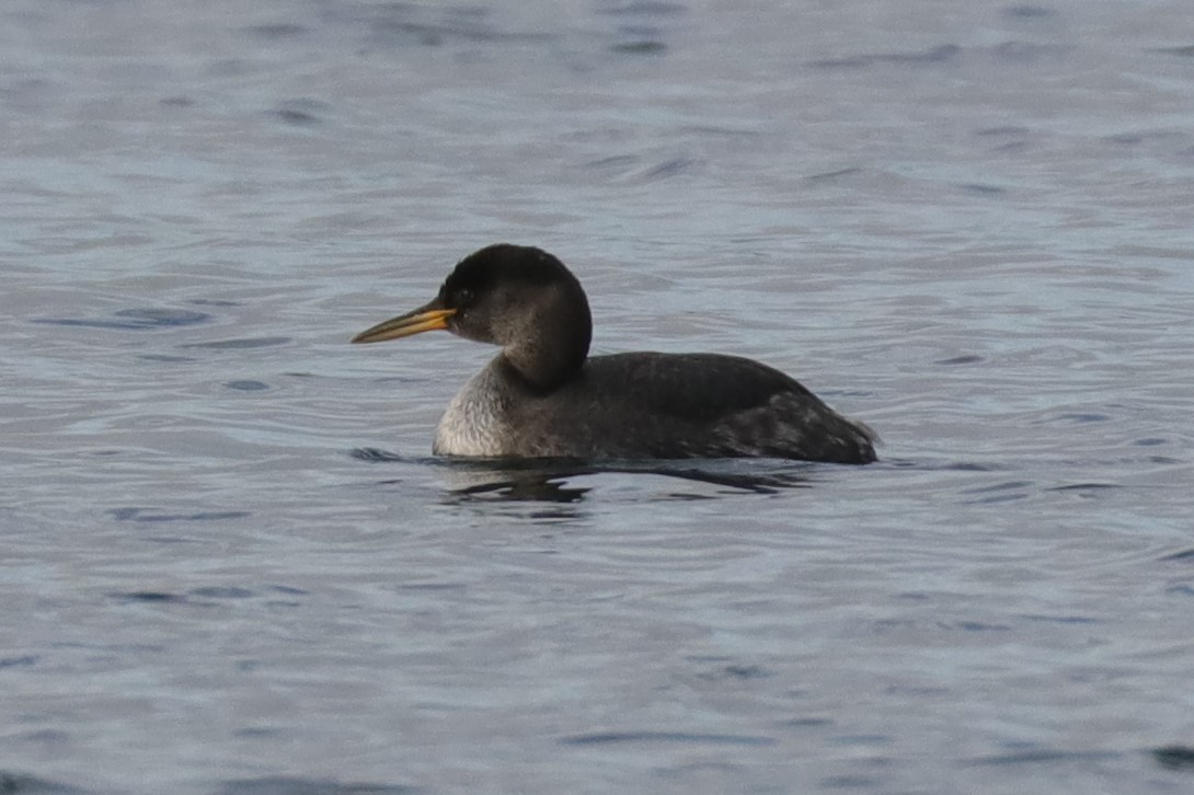 Red-necked Grebe - Warren Cronan