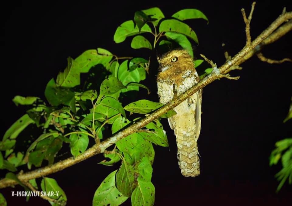 Blyth's Frogmouth - ML294721441