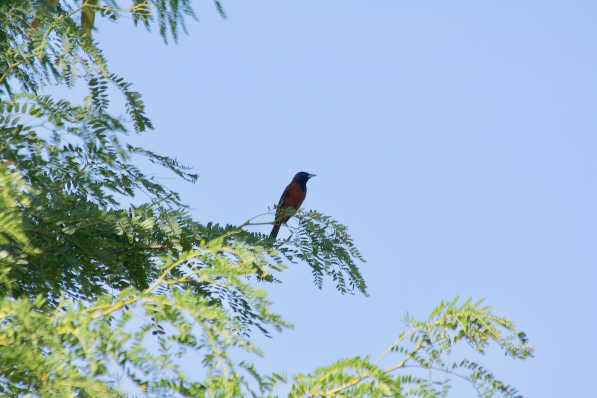 Orchard Oriole - John "Jay" Walko